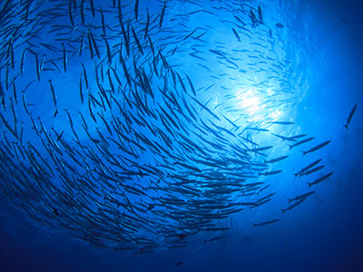 Fish and Wildlife Violations