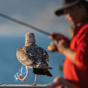 A seagull perched on a pier, holding a fishing pole in its beak