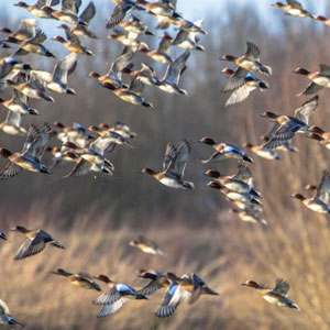 A flock of birds flying in the sky over a field